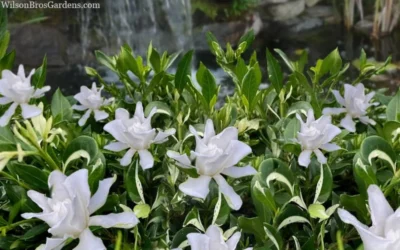 Crescent Moon Dwarf Gardenia - 6 Pack Of 1 Gallon Pots 9 Crescent Moon Dwarf Gardenia - 6 Pack Of 1 Gallon Pots -Chaste Tree World gardenia jasminoides crescent moon dwarf creeping 2 1