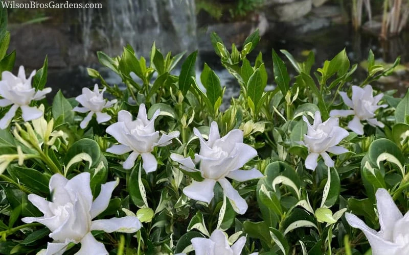 Crescent Moon Dwarf Gardenia - 6 Pack Of 1 Gallon Pots 5 Crescent Moon Dwarf Gardenia - 6 Pack Of 1 Gallon Pots - Image 5