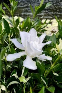 Crescent Moon Dwarf Gardenia - 6 Pack Of 1 Gallon Pots 8 Crescent Moon Dwarf Gardenia - 6 Pack Of 1 Gallon Pots -Chaste Tree World gardenia jasminoides crescent moon dwarf creeping 6 1