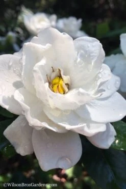 Crown Jewel Gardenia - 1 Gallon Pot 13 Crown Jewel Gardenia - 1 Gallon Pot -Chaste Tree World gardenia jasminoides crown jewel 11 1