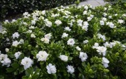 Crown Jewel Gardenia - 1 Gallon Pot 12 Crown Jewel Gardenia - 1 Gallon Pot -Chaste Tree World gardenia jasminoides crown jewel 12 1