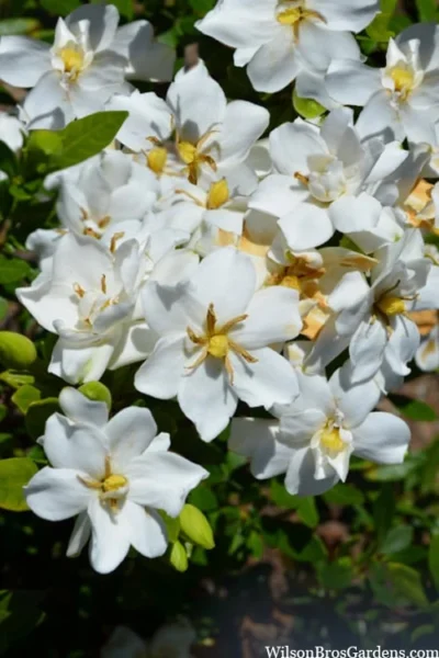 Snow Flurry Hardy Gardenia - 1 Gallon Pot 8 Snow Flurry Hardy Gardenia - 1 Gallon Pot -Chaste Tree World gardenia jasminoides snow flurry 2