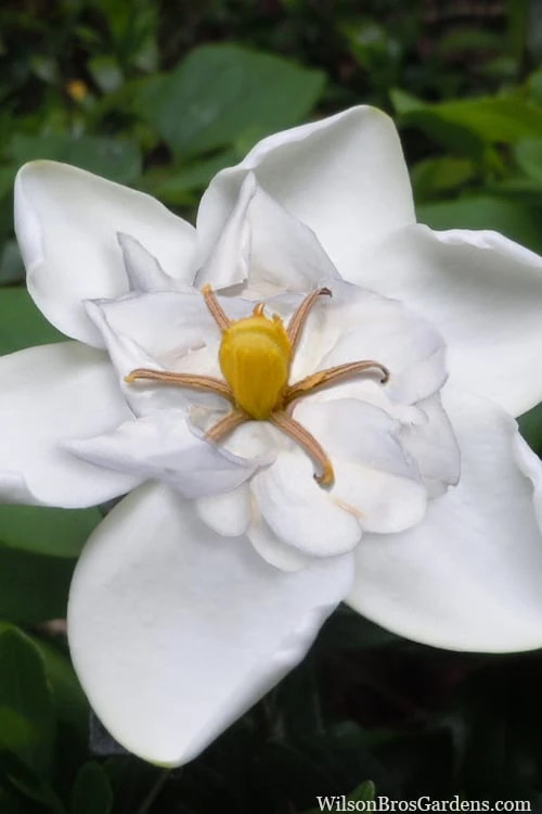 Snow Flurry Hardy Gardenia - 3 Gallon Pot 1 Snow Flurry Hardy Gardenia - 3 Gallon Pot
