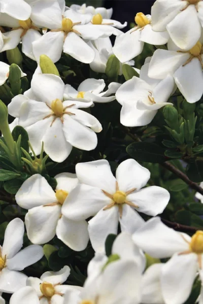 Snow Girl Hardy Dwarf Gardenia - 1 Gallon Pot 9 Snow Girl Hardy Dwarf Gardenia - 1 Gallon Pot -Chaste Tree World gardenia jasminoides snow girl 1 1