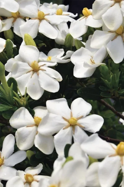 Snow Girl Hardy Dwarf Gardenia - 3 Gallon Pot 9 Snow Girl Hardy Dwarf Gardenia - 3 Gallon Pot -Chaste Tree World gardenia jasminoides snow girl 1