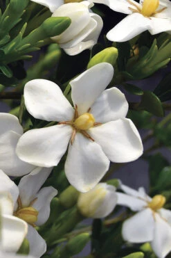 Snow Girl Hardy Dwarf Gardenia - 1 Gallon Pot -Chaste Tree World gardenia jasminoides snow girl 2 1
