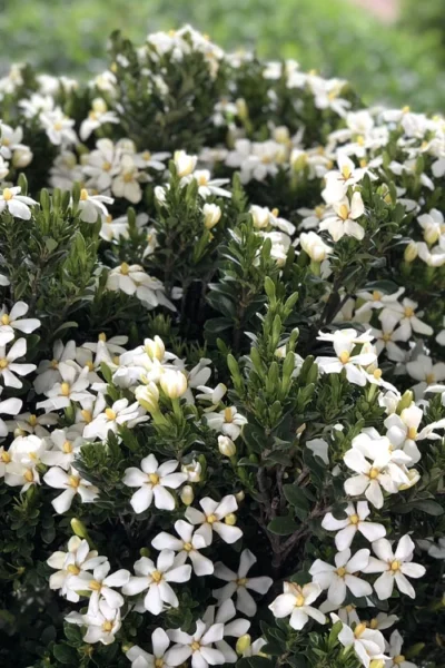 Snow Girl Hardy Dwarf Gardenia - 6 Pack Of 1 Gallon Pots -Chaste Tree World gardenia jasminoides snow girl 3 2