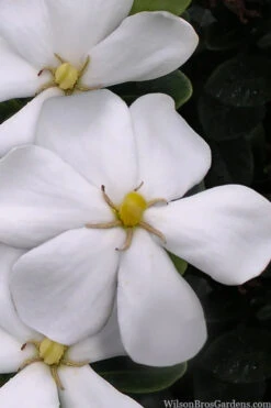 Snow Girl Hardy Dwarf Gardenia - 1 Gallon Pot