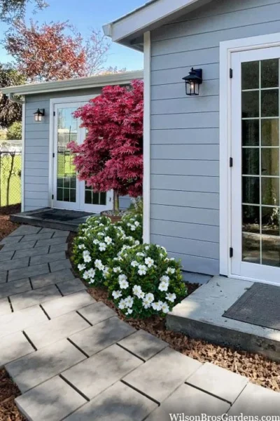 Snow Globe Gardenia - 1 Gallon Pot -Chaste Tree World gardenia jasminoides snow globe 3 1