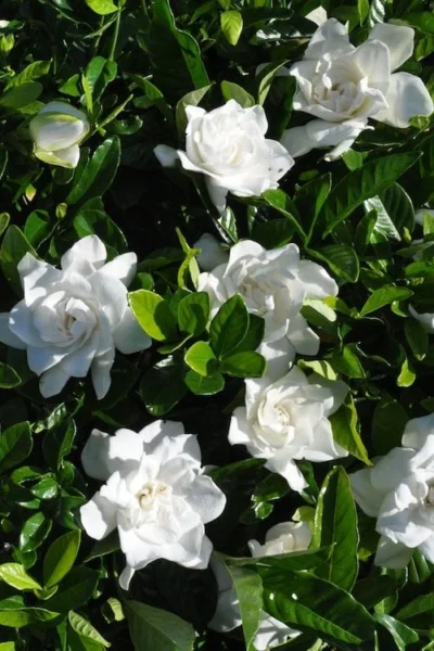 Snow Puff Hardy Gardenia - 3 Gallon Pot -Chaste Tree World gardenia jasminoides snow puff 2 1