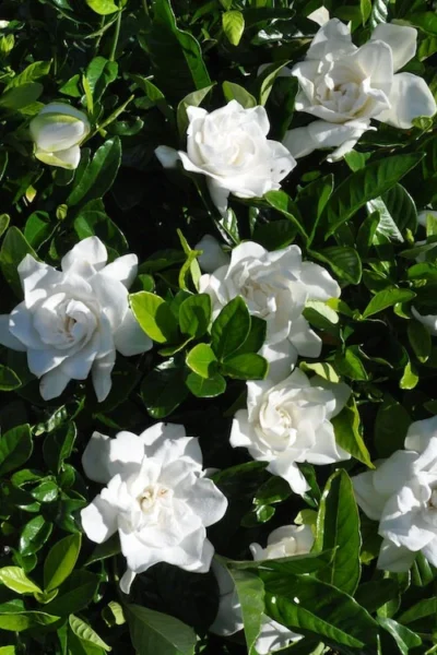 Snow Puff Hardy Gardenia - 1 Gallon Pot 7 Snow Puff Hardy Gardenia - 1 Gallon Pot -Chaste Tree World gardenia jasminoides snow puff 2 3