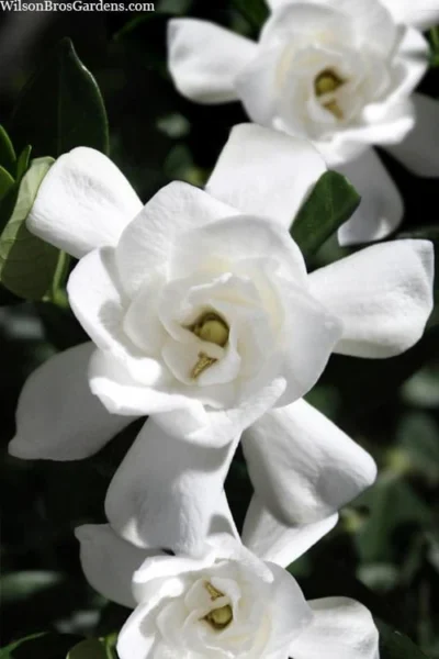 Steady As She Goes Hardy Gardenia - 3 Gallon Pot 7 Steady As She Goes Hardy Gardenia - 3 Gallon Pot -Chaste Tree World gardenia jasminoides steady as she goes 1