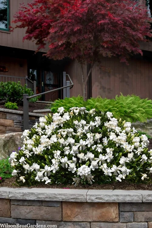 Steady As She Goes Hardy Gardenia - 3 Gallon Pot 1 Steady As She Goes Hardy Gardenia - 3 Gallon Pot