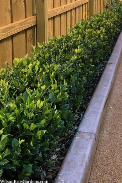 Summer Snow Gardenia - 3 Gallon Pot 11 Summer Snow Gardenia - 3 Gallon Pot -Chaste Tree World gardenia jasminoides summer snow 11