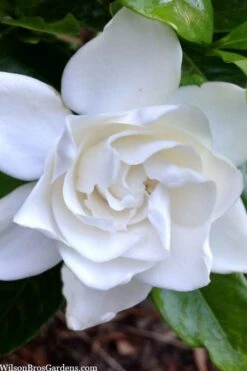 Summer Snow Gardenia - 3 Gallon Pot -Chaste Tree World gardenia jasminoides summer snow 3