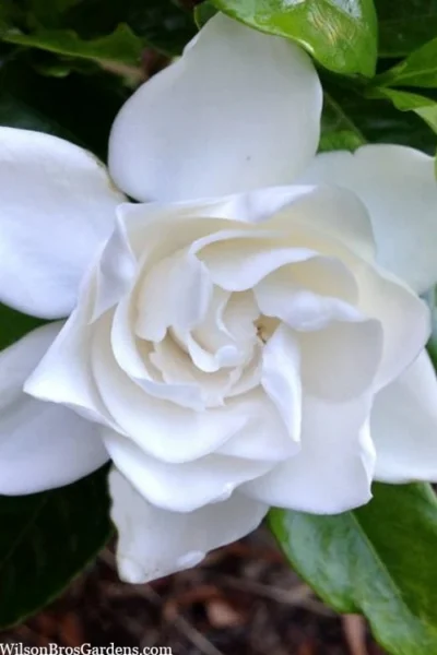 Summer Snow Gardenia - 3 Gallon Pot 15 Summer Snow Gardenia - 3 Gallon Pot -Chaste Tree World gardenia jasminoides summer snow 3
