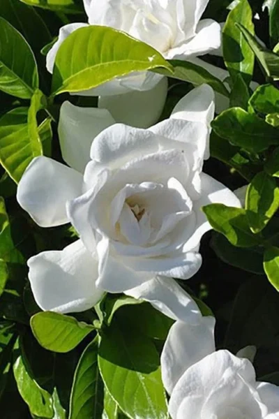 Summer Snow Gardenia - 3 Gallon Pot 12 Summer Snow Gardenia - 3 Gallon Pot -Chaste Tree World gardenia jasminoides summer snow 4