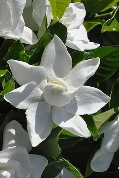 Summer Snow Gardenia - 3 Gallon Pot 14 Summer Snow Gardenia - 3 Gallon Pot -Chaste Tree World gardenia jasminoides summer snow 5