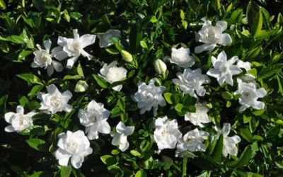 Summer Snow Gardenia - 3 Gallon Pot 13 Summer Snow Gardenia - 3 Gallon Pot -Chaste Tree World gardenia jasminoides summer snow 9