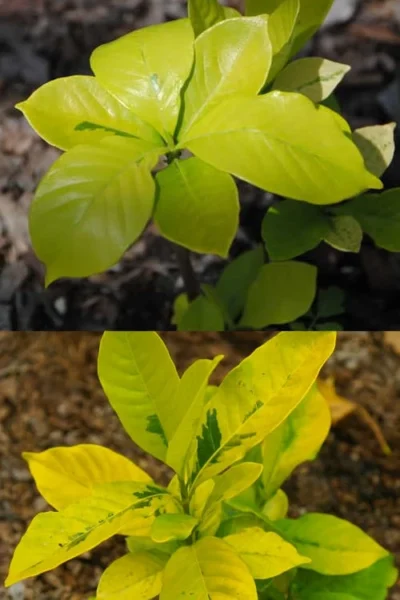 Gold Doubloon Gardenia - 1 Gallon Pot -Chaste Tree World gardenia ogon no hana gold doubloon 4 1