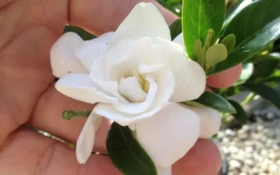 Jubilation Gardenia - 3 Gallon Pot -Chaste Tree World gardeniajubilation 3