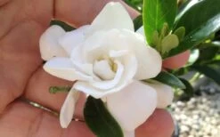 Jubilation Gardenia - 2.5 Quart Pot -Chaste Tree World gardeniajubilation 4