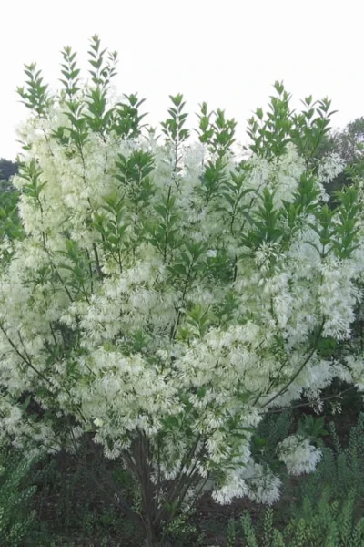 Grancy Graybeard - White Fringe Tree - 1 Gallon Pot 16 Grancy Graybeard - White Fringe Tree - 1 Gallon Pot -Chaste Tree World grancy graybeard tree 33