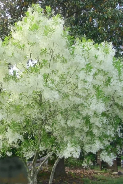 Grancy Graybeard - White Fringe Tree - 3 Gallon Pot -Chaste Tree World grancy graybeard tree flowers 22 500x750 2