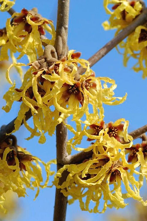 Arnold Promise Witch Hazel - 7 Gallon Pot 5 Arnold Promise Witch Hazel - 7 Gallon Pot - Image 5