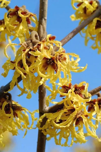 Arnold Promise Witch Hazel - 7 Gallon Pot (4-5') -Chaste Tree World hamamelis intermedia arnolds promise witch hazel 1
