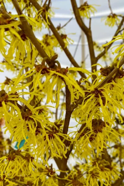 Arnold Promise Witch Hazel - 7 Gallon Pot 16 Arnold Promise Witch Hazel - 7 Gallon Pot -Chaste Tree World hamamelis intermedia arnolds promise witch hazel 2 1