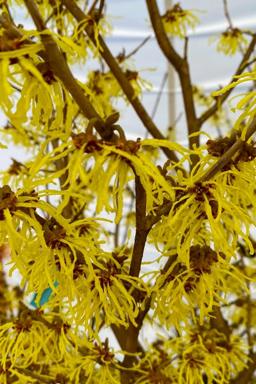 Arnold Promise Witch Hazel - 7 Gallon Pot 7 Arnold Promise Witch Hazel - 7 Gallon Pot - Image 7