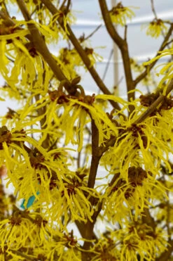 Arnold Promise Witch Hazel - 7 Gallon Pot (4-5') -Chaste Tree World hamamelis intermedia arnolds promise witch hazel 2