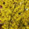 Arnold Promise Witch Hazel - 7 Gallon Pot