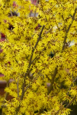 Arnold Promise Witch Hazel - 7 Gallon Pot (4-5')