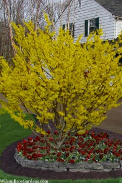 Arnold Promise Witch Hazel - 7 Gallon Pot (4-5') -Chaste Tree World hamamelis intermedia arnolds promise witch hazel 4