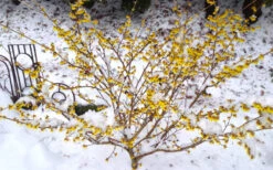 Arnold Promise Witch Hazel - 7 Gallon Pot (4-5') -Chaste Tree World hamamelis intermedia arnolds promise witch hazel 5