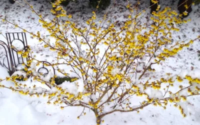 Arnold Promise Witch Hazel - 7 Gallon Pot (4-5') -Chaste Tree World hamamelis intermedia arnolds promise witch hazel 5