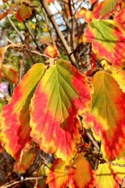 Arnold Promise Witch Hazel - Single Trunk Tree Form - 7 Gallon Pot -Chaste Tree World hamamelis intermedia arnolds promise witch hazel 7 2