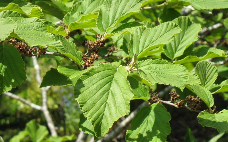 Arnold Promise Witch Hazel - 7 Gallon Pot 10 Arnold Promise Witch Hazel - 7 Gallon Pot - Image 10