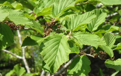 Arnold Promise Witch Hazel - 7 Gallon Pot (4-5') -Chaste Tree World hamamelis intermedia arnolds promise witch hazel 8