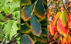 Arnold Promise Witch Hazel - Single Trunk Tree Form - 7 Gallon Pot -Chaste Tree World hamamelis intermedia arnolds promise witch hazel 9 2