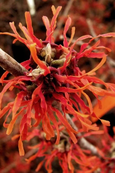 Diane Red Witch Hazel (Hamamelis X Intermedia) - 3 Gallon Pot -Chaste Tree World hamamelis intermedia diane witch hazel 2 2