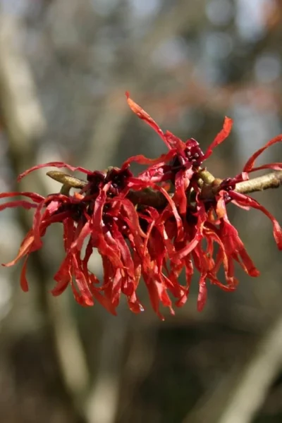 Diane Red Witch Hazel (Hamamelis X Intermedia) - 3 Gallon Pot -Chaste Tree World hamamelis intermedia diane witch hazel 4 2
