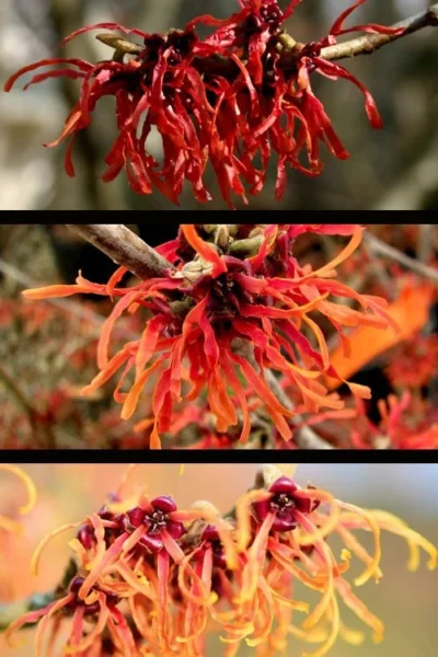 Diane Red Witch Hazel (Hamamelis X Intermedia) - 5 Gallon Pot -Chaste Tree World hamamelis intermedia diane witch hazel 5 1