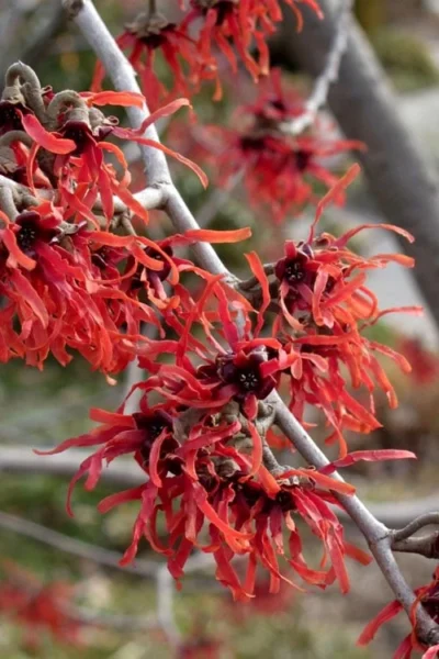 Diane Red Witch Hazel (Hamamelis X Intermedia) - 5 Gallon Pot -Chaste Tree World hamamelis intermedia diane witch hazel 6 1