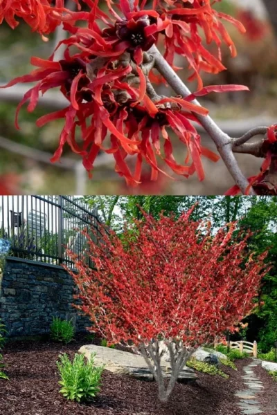 Diane Red Witch Hazel (Hamamelis X Intermedia) - 7 Gallon Pot -Chaste Tree World hamamelis intermedia diane witch hazel 8