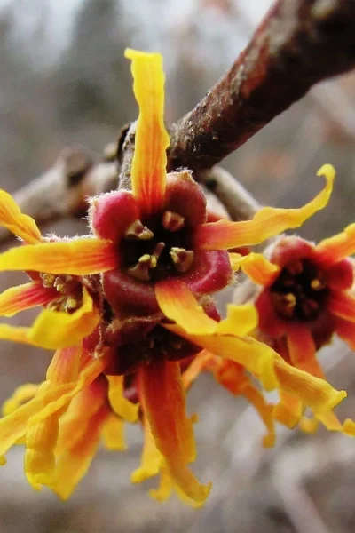 Ozark Witch Hazel (Hamamelis Vernalis) - 3 Gallon Pot