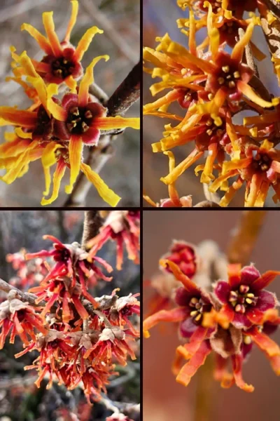 Ozark Witch Hazel (Hamamelis Vernalis) - 3 Gallon Pot -Chaste Tree World hamamelis veralis vernal ozark witch hazel 11