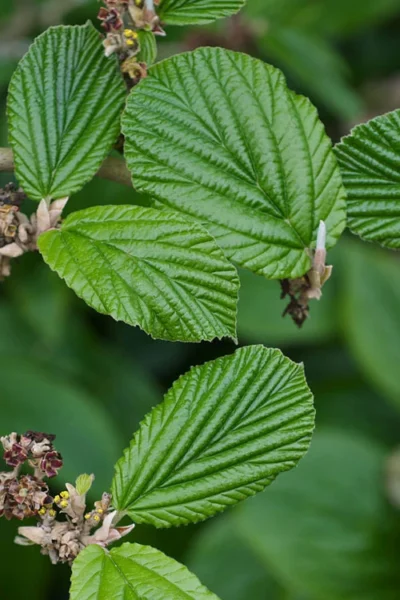 Ozark Witch Hazel (Hamamelis Vernalis) - 3 Gallon Pot -Chaste Tree World hamamelis veralis vernal ozark witch hazel 2
